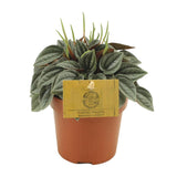 Peperomia napoli nuits - Ø10,5cm - ↕15cm