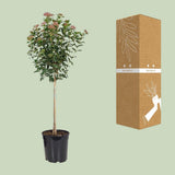 Vue rapprochée des feuilles vertes du Viburnum tinum