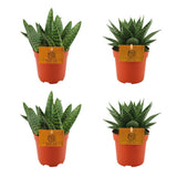 Lot de 4 plantes Aloe Paradisicum et Gasteria hybrides