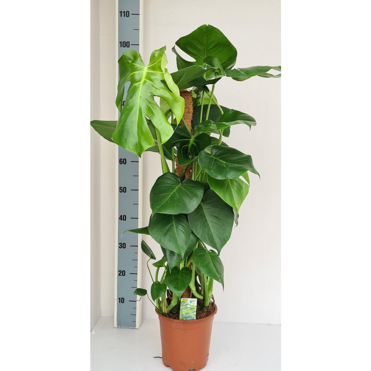 Monstera Mosstok - Plante d'intérieur élégante avec feuilles découpées