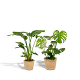 Duo de plantes Strelitzia Nicolai et Monstera Deliciosa