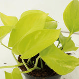 Lot de 4 epipremnums pothos dorés en pot Ø12 cm