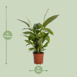 Spathiphyllum Bingo Cupidon - Ø19cm - ↕80cm