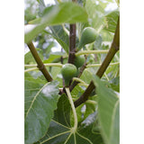 Ficus Tasssimo - Ø19cm - ↕50cm - Ø19 - ↨50cm