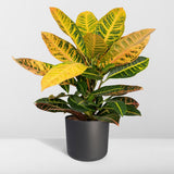Codiaeum Pétra - Ø17cm - ↕45cm