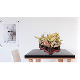 Aglaonema Rosy - Ø12cm - ↕35cm