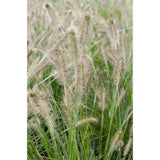 Pennisetum alopecuroides 'Hameln' - Ø19cm - ↕40cm - Ø14 - ↨30cm