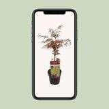 Acer Palm. 'Garnet' - Ø19cm - ↕40cm