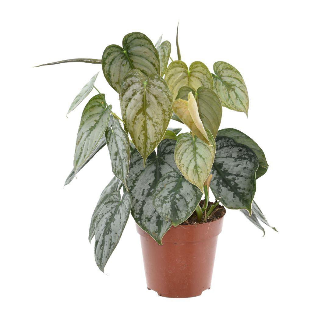 Philodendron Brandtianum avec ses feuilles argentées et vertes dans un pot de 12 cm