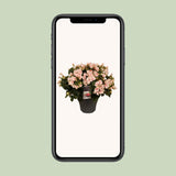 Begonia Betulia '' 'Light' 'Light Rose Decorum - Ø19cm - ↕35cm