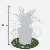 Blackison de la plante Ophiopogon - Ø14cm - ↕30cm