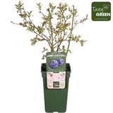 Vaccinium CoryMbosum 'Reka' - Blauwe Bes - Ø13cm - ↕45cm