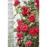 Lot de 3 roses Crazy in Love orange-rose Ø15 cm hauteur 65 cm