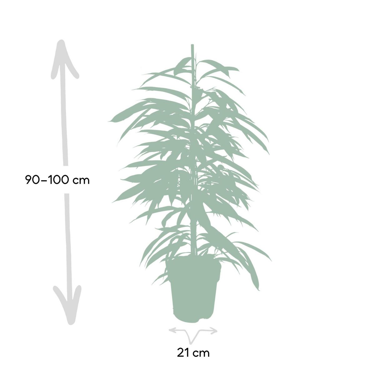 Ficus Amstel King dans un intérieur moderne