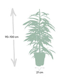 Ficus Amstel King dans un intérieur moderne