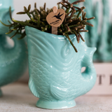 Ensemble orchidée blanche Amabilis et succulent Crassula turquoise