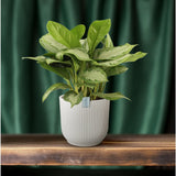 Plante artificielle Aglaonema vert marbré argenté - Ø24 cm - 70 cm