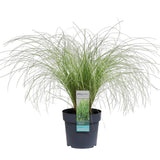 Carex Comans 'Frosted Curls' - Ø14cm - ↕30cm
