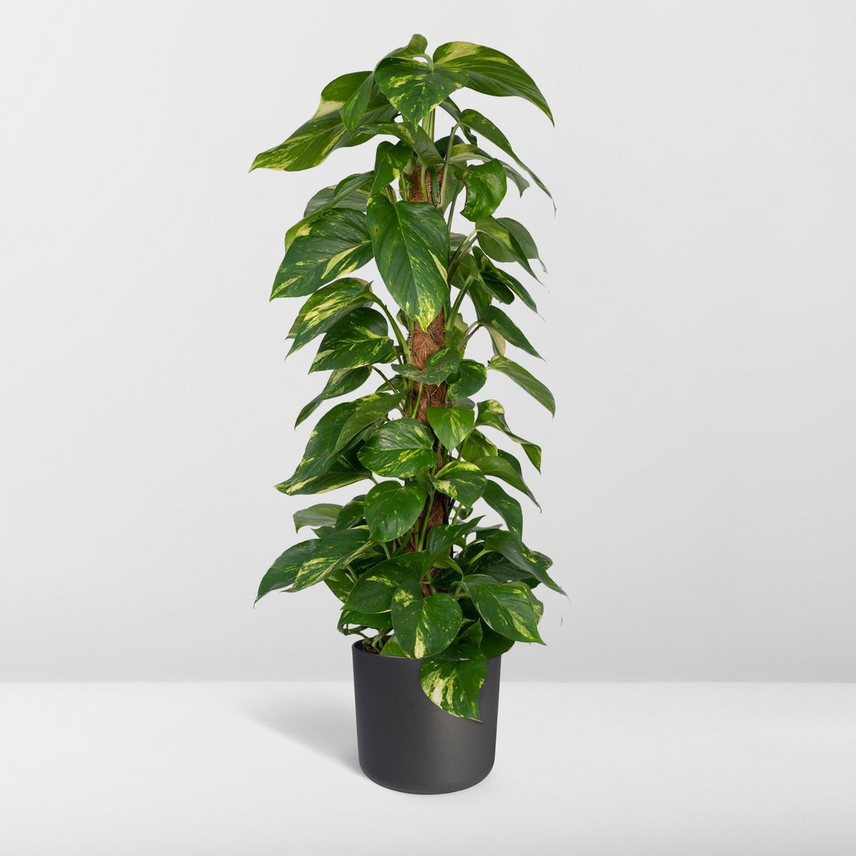 Epipremnum Aureum dans un coin lumineux de la maison