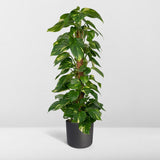 Epipremnum Aureum dans un coin lumineux de la maison