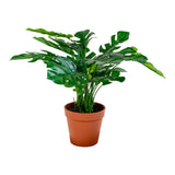 Monstera artificielle avec feuilles vertes luxuriantes