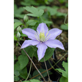 Clematis juste - Ø15cm - ↕65cm