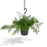 Asparagus Sprengeri Hang - Asperges ornementales - Ø17cm - ↕35cm