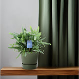 Fouglement bleu phlebodium - Ø14cm - ↕40cm