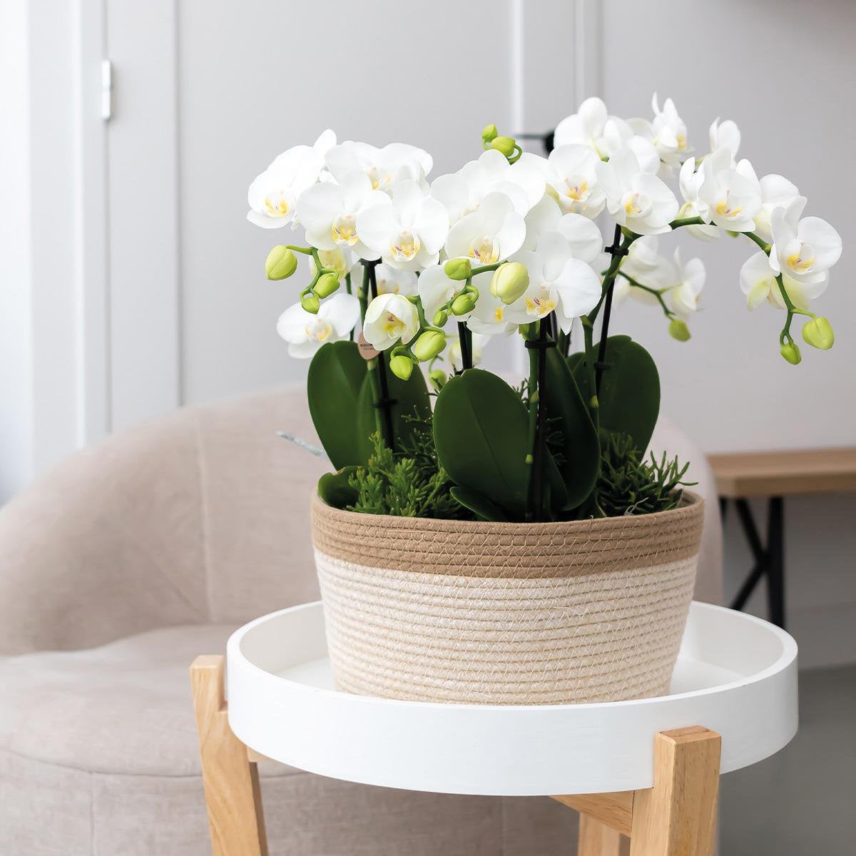 Détail du panier en coton torsadé avec des orchidées