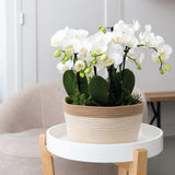 Détail du panier en coton torsadé avec des orchidées