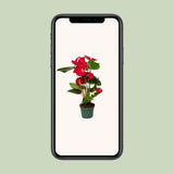 Anthurium rouge en pot Ø12 cm hauteur 40 cm