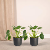 2x pilea peperomiodes - Pannekoekenplant - 20cm - Ø12