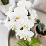 Orchidée phalaenopsis blanche en pot céramique argenté