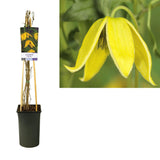 Clematis tangutica + Light Label - Ø17cm - ↕75cm