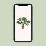 Philodendron vert Ø27 cm 90 cm