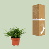 Polystichum tsussimense biaristatum - Ø12cm - ↕23cm