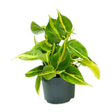 Philodendron Climing Brasil - Ø12cm - ↕15cm