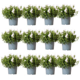 Lot de 12 campanules blanches en pot 12 cm couvre-sol