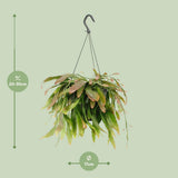 Plante Rhipsalis corail rouge en pot Ø17 cm