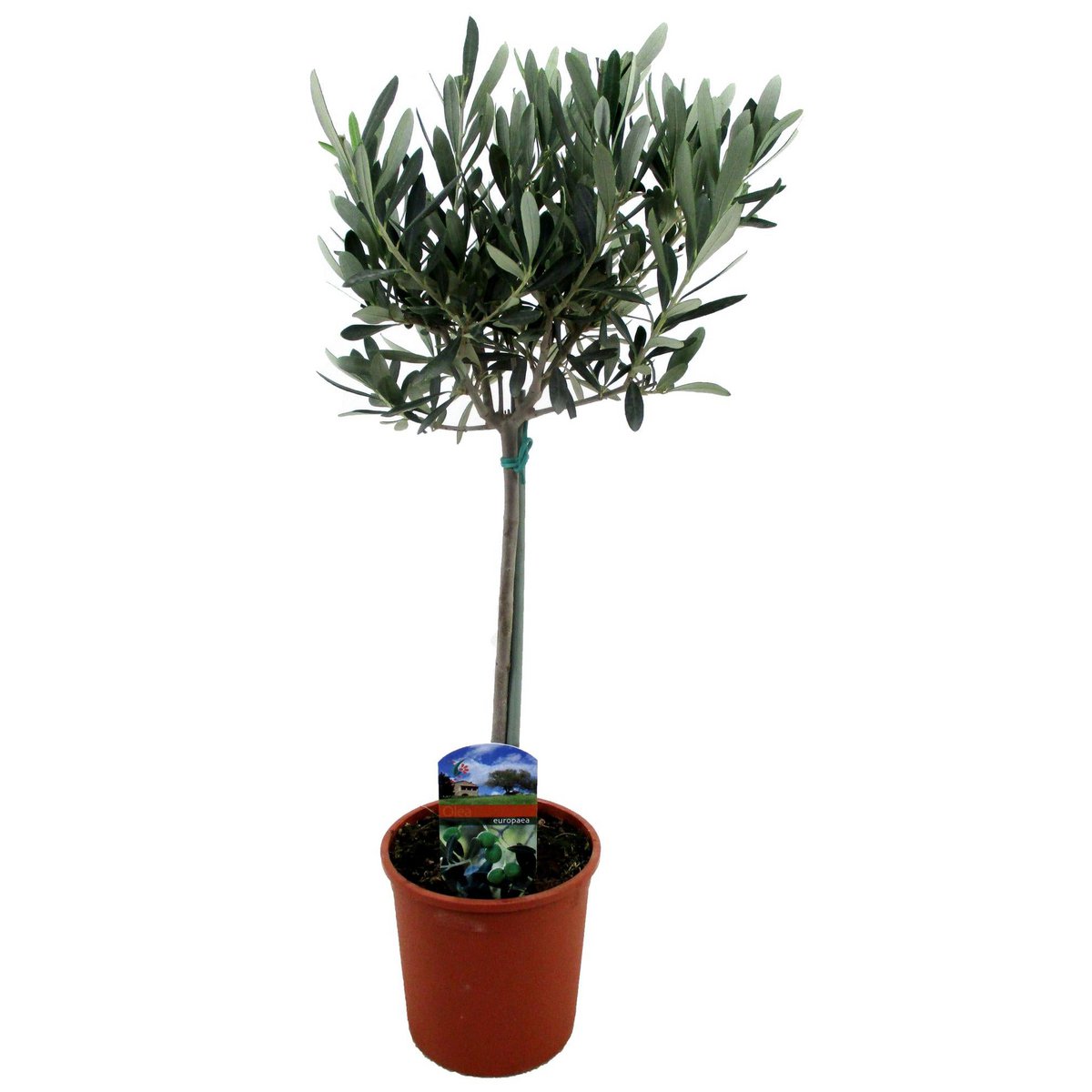 Olea Europaea - Plante d'intérieur élégante dans un pot de 14 cm