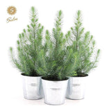 Pinus Pinea 'Silver Crest' avec pot en zinc, vue élégante et détaillée