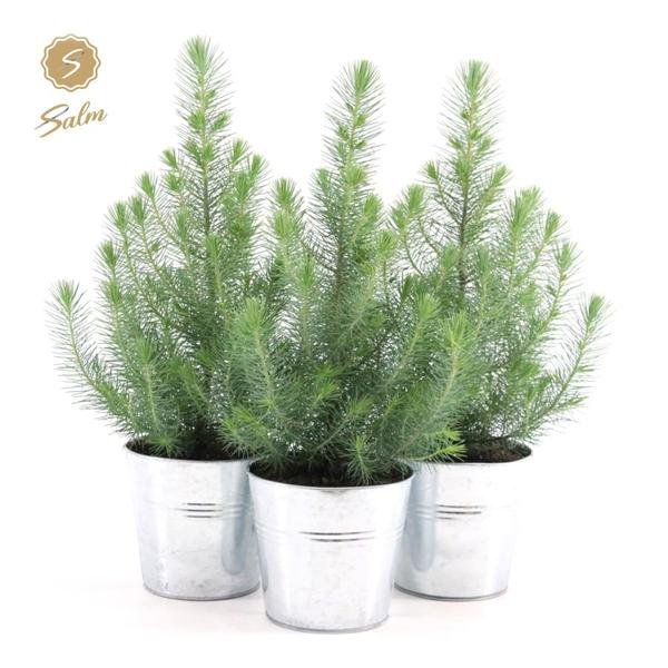 Pinus Pinea 'Silver Crest' avec pot en zinc, vue élégante et détaillée
