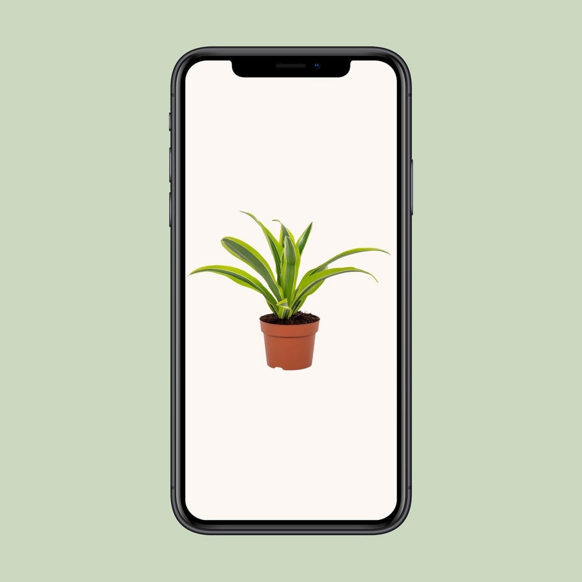 Dracaena Lemon Lime dans un pot élégant - style contemporain