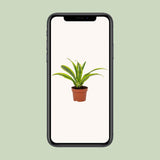 Dracaena Lemon Lime dans un pot élégant - style contemporain