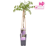Wisteria floribunda 'Naga Noda' pluie bleue Ø15 cm ↕65 cm
