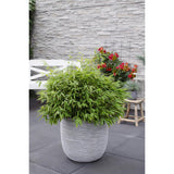 Détail des feuilles du bambou Fargesia 'Moontears'®
