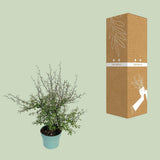 Feuille verte maorie - 55 cm - Ø19
