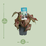 Caladium Bicolor - Ø12cm - ↕25cm