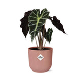 Alocasia 'Polly' en ELHO Vibes Fold 14cm rose