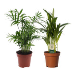 Dypsis lutescens/Chamadorea Duo - 2 pièces - Ø12cm - ↕40cm